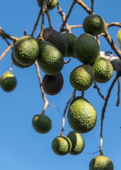 Cultivo de aguacate Cultivo de aguacate