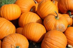 Cultivo de calabaza Cultivo de calabaza