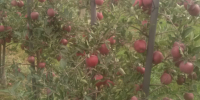Venderé manzanas: DEBE GALL, CAMSPUR, JERONIMO, RENO 2 CHAMPION,