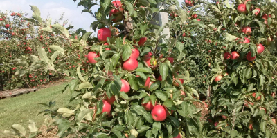 Venderé manzanas: DEBE GALL, CAMSPUR, JERONIMO, RENO 2 CHAMPION,