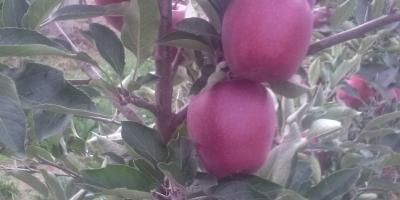 Venderé manzanas: DEBE GALL, CAMSPUR, JERONIMO, RENO 2 CHAMPION,