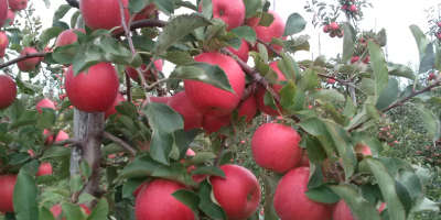 Venderé manzanas: DEBE GALL, CAMSPUR, JERONIMO, RENO 2 CHAMPION,