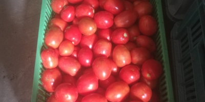 Venderé tomate de campo rojo. Plantación propia, pequeñas y