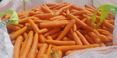 Zanahorias de Polonia 1a clase 20 + -40 mm