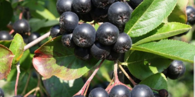 Aronia con certificado orgánico muy dulce 22do28 brixuw precio