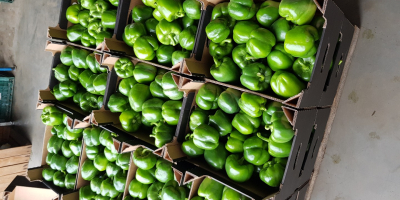 Venderé pimientos de clase I rojos, amarillos y verdes