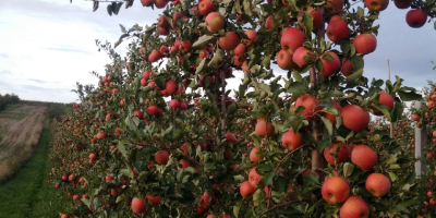 Voy a vender manzanas Reno Champion, directamente desde el