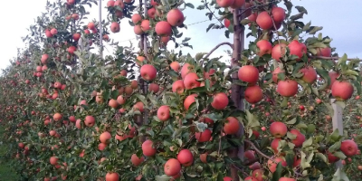 Voy a vender manzanas Reno Champion, directamente desde el