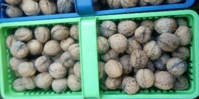 Tengo que vender nueces italianas orgánicas del jardín del