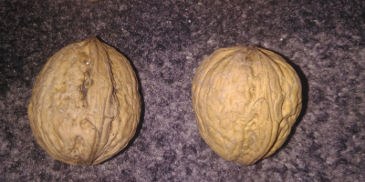 Tengo que vender nueces italianas orgánicas del jardín del