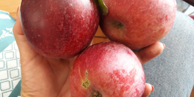 Variedades antiguas de manzanas de un huerto ecológico de