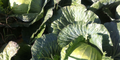 CABBAGE BLANCO variedad AMBROJA y DESCUBRE para la venta
