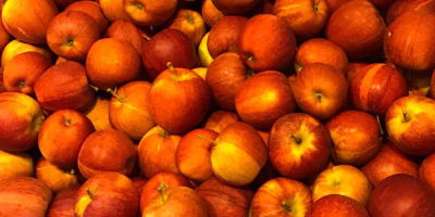 Compraré una manzana rayada de gala, gala real, galaxia