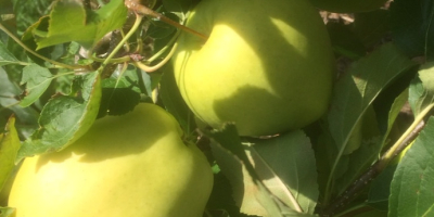 Venderé la manzana GOLDEN DELICIOUS directamente del huerto. Soy