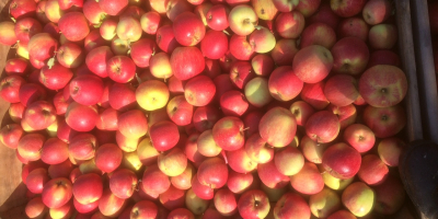 Venderé la manzana CHAMPION en los palets.