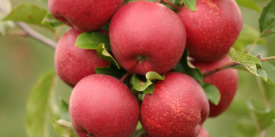Hola, venderé variedades de manzana como: Rubin, Cortland Wicki,