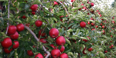 Hola, venderé variedades de manzana como: Rubin, Cortland Wicki,