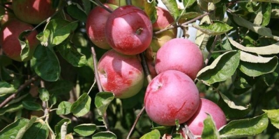 Hola, venderé variedades de manzana como: Rubin, Cortland Wicki,