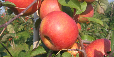 Hola, venderé variedades de manzana como: Rubin, Cortland Wicki,