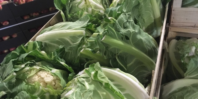 Venta de coliflor - 6 uds. / Caja de