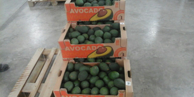 Esta variedad de Palta presenta de tamaño mediano, oscila