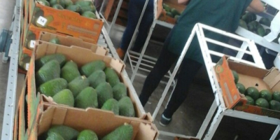 Esta variedad de Palta presenta de tamaño mediano, oscila