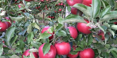 Venderé manzanas para Red jonaPrins Naidared Golden ligol. Puro