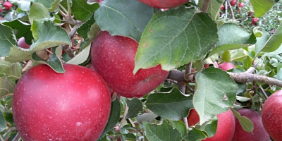 Venderé manzanas para Red jonaPrins Naidared Golden ligol. Puro