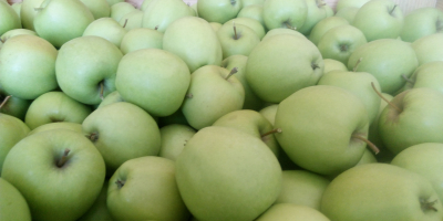 Venderé la manzana GOLDEN DELICIOUS del huerto joven. Pulverizado