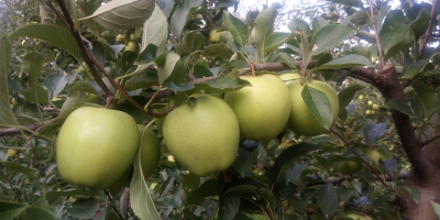Venderé la manzana GOLDEN DELICIOUS del huerto joven. Pulverizado