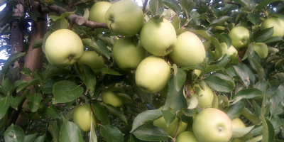 Venderé la manzana GOLDEN DELICIOUS del huerto joven. Pulverizado