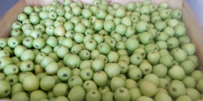 Venderé la manzana GOLDEN DELICIOUS del huerto joven. Pulverizado