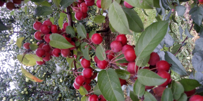 Después del 25 de octubre, a la venta, manzanas