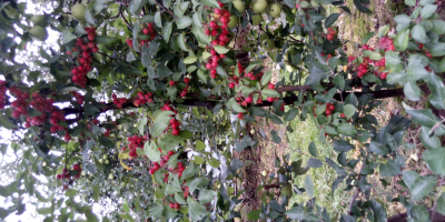 Después del 25 de octubre, a la venta, manzanas