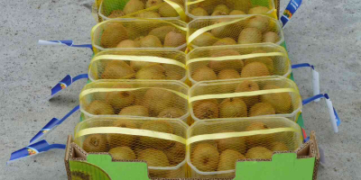 KIWI I GATUNKU DE GRECIA Vendemos una variedad de