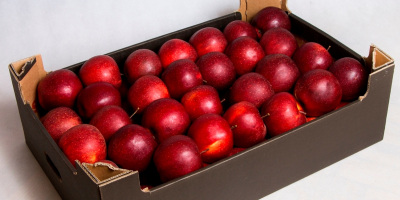 Compraré cantidades al por mayor de manzanas Jonaprince, Red