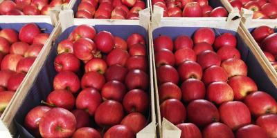 Se vende galaxia gala, gala real. Manzanas rojas en