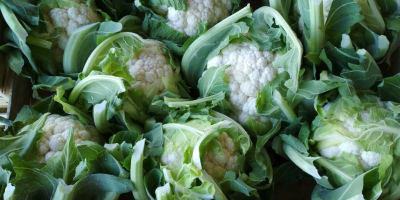 Calibre de coliflor 6-8 pcs en el paquete. Disponible