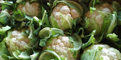 Calibre de coliflor 6-8 pcs en el paquete. Disponible