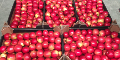 Venderé una manzana idared, venderé directamente del productor una
