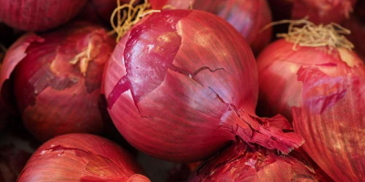 Compraré cebollas en cantidades al por mayor. Cebolla roja,