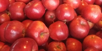 Venderé manzana naidared, idared en muy buenas condiciones. Tinción