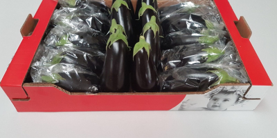A la venta una berenjena española (grande) sin intermediarios