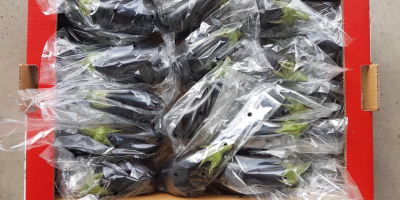 A la venta una berenjena española (grande) sin intermediarios