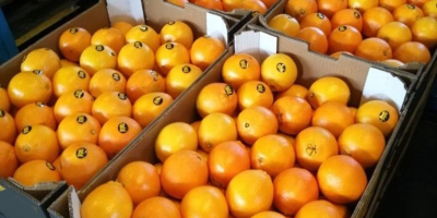 Venderé naranjas, importamos de españa. Precio atractivo Embalaje gratis.