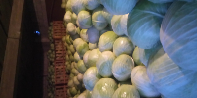 Venderé la variedad Novoton de col blanca, ideal para