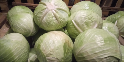 Venderé la variedad Novoton de col blanca, ideal para