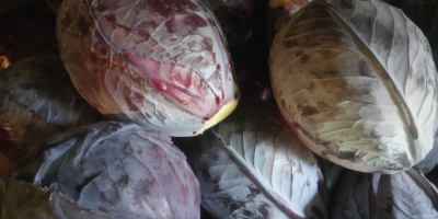 Venderé calibre rojo de 1 kg a 5 kg,