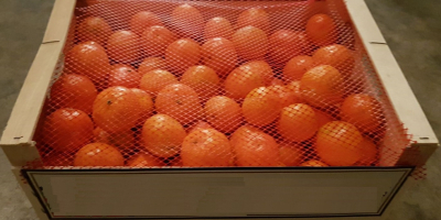 Venderé una mandarina - talla 3.4 - suelta -