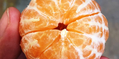 Venderé una mandarina - talla 3.4 - suelta -